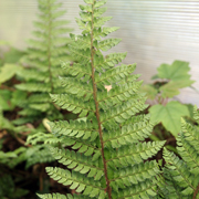 Hardy Fern Polystichum makinoi